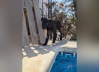 BRUNA sucht ihre Familie zum Kuscheln!