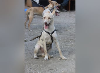 Herzenshund NASSER wartet auf dich