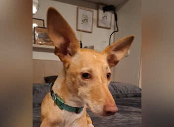 Kinsi sucht ihr Für-Immer-Zuhause