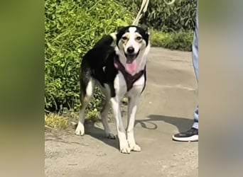 Knutschkugel SNAP sucht liebevolles Zuhause