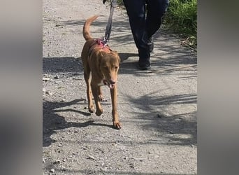 SIMON möchte bei seinem Menschen einziehen