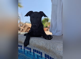 BRUNA sucht ihre Familie zum Kuscheln!
