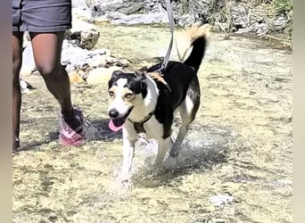 Knutschkugel SNAP sucht liebevolles Zuhause