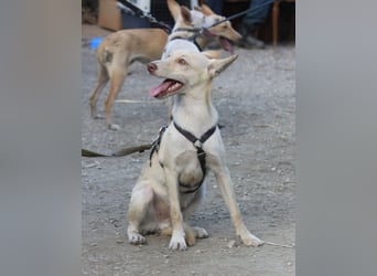 Herzenshund NASSER wartet auf dich