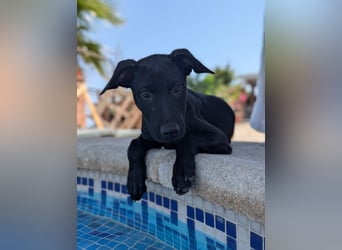 BRUNA sucht ihre Familie zum Kuscheln!