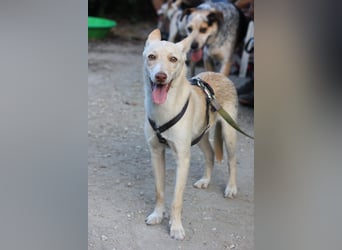 Herzenshund NASSER wartet auf dich