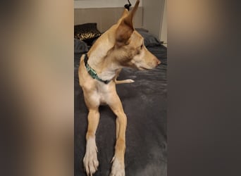 Kinsi sucht ihr Für-Immer-Zuhause