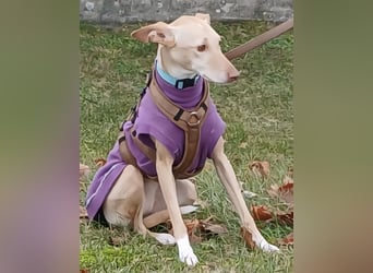 Kinsi sucht ihr Für-Immer-Zuhause