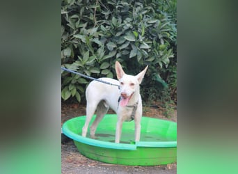 Wundervoller NELSON sucht Herzensmensch