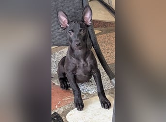 Traummadel BONNIE sucht ihre Familie