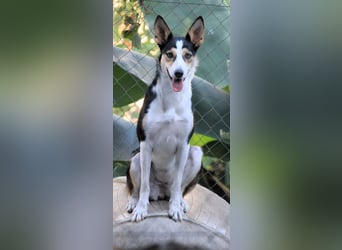 Knutschkugel SNAP sucht liebevolles Zuhause