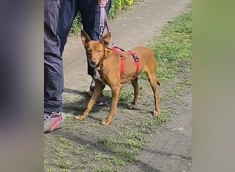 SIMON möchte bei seinem Menschen einziehen