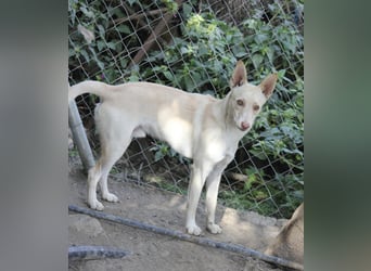 Herzenshund Nasser wartet auf dich