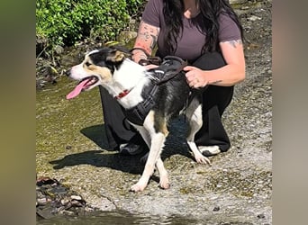 Knutschkugel SNAP sucht liebevolles Zuhause