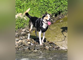 Knutschkugel SNAP sucht liebevolles Zuhause