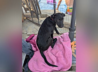 BRUNA sucht ihre Familie zum Kuscheln!