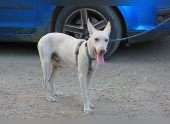 NELSON sucht Menschen mit großem Herz