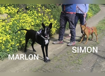 SIMON möchte bei seinem Menschen einziehen