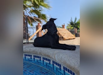 BRUNA sucht ihre Familie zum Kuscheln!