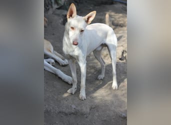 Wundervoller Nelson sucht Herzensmensch