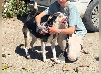 Knutschkugel SNAP sucht liebevolles Zuhause