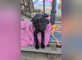 BRUNA sucht ihre Familie zum Kuscheln!