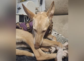 Kinsi sucht ihr Für-Immer-Zuhause