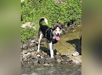 Knutschkugel SNAP sucht liebevolles Zuhause