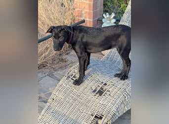 BRUNA sucht ihre Familie zum Kuscheln!