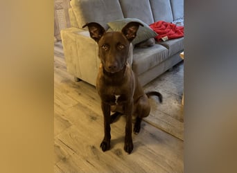 Powerpaket Sarotti sucht sein Zuhause