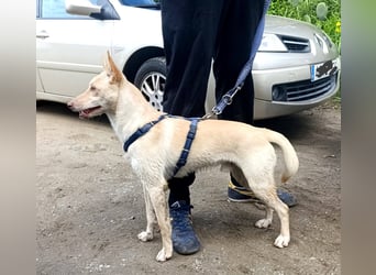 Herzenshund NASSER wartet auf dich