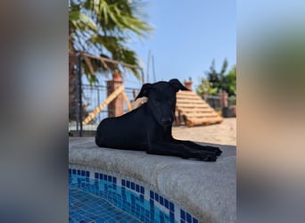 BRUNA sucht ihre Familie zum Kuscheln!