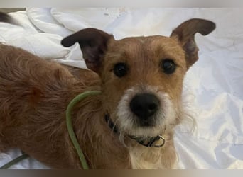 Rider ❤️ lieb, sanft + menschenbezogen