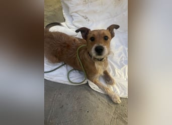 Rider ❤️ lieb, sanft + menschenbezogen