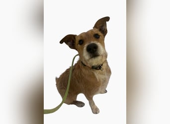 Rider ❤️ lieb, sanft + menschenbezogen