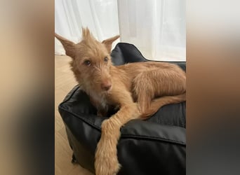 Roger, freundlich und sehr menschenbezogen