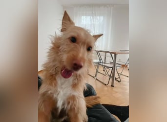 Roger, freundlich und sehr menschenbezogen