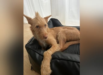 Roger sucht ein neues Zuhause