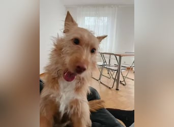 Roger verliert unverschuldet sein Zuhause