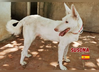 Susona,geb.06/15,liebevolle Podenco Hündin sucht ihre Familie