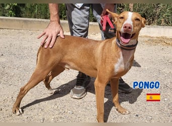 Pongo,geb.04/22,liebevoller Podenco Rüde sucht seine Familie