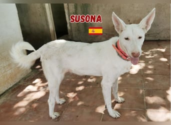 Susona,geb.06/15,liebevolle Podenco Hündin sucht ihre Familie