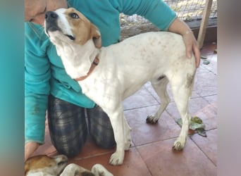 Kiko - zutraulich und liebenswert