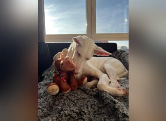 Susona - liebevoll und gemütlich