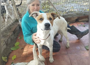 Kiko - zutraulich und liebenswert