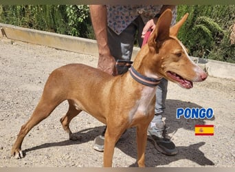 Pongo,geb.04/22,liebevoller Podenco Rüde sucht seine Familie