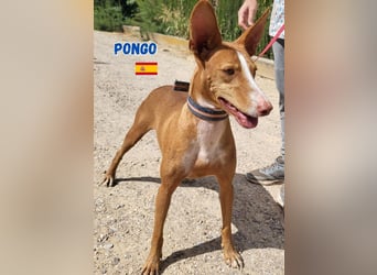 Pongo,geb.04/22,liebevoller Podenco Rüde sucht seine Familie