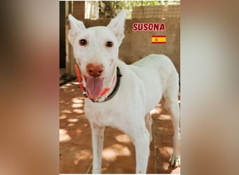 Susona,geb.06/15,liebevolle Podenco Hündin sucht ihre Familie