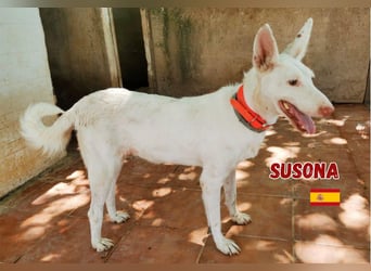 Susona,geb.06/15,liebevolle Podenco Hündin sucht ihre Familie
