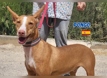Pongo,geb.04/22,liebevoller Podenco Rüde sucht seine Familie
